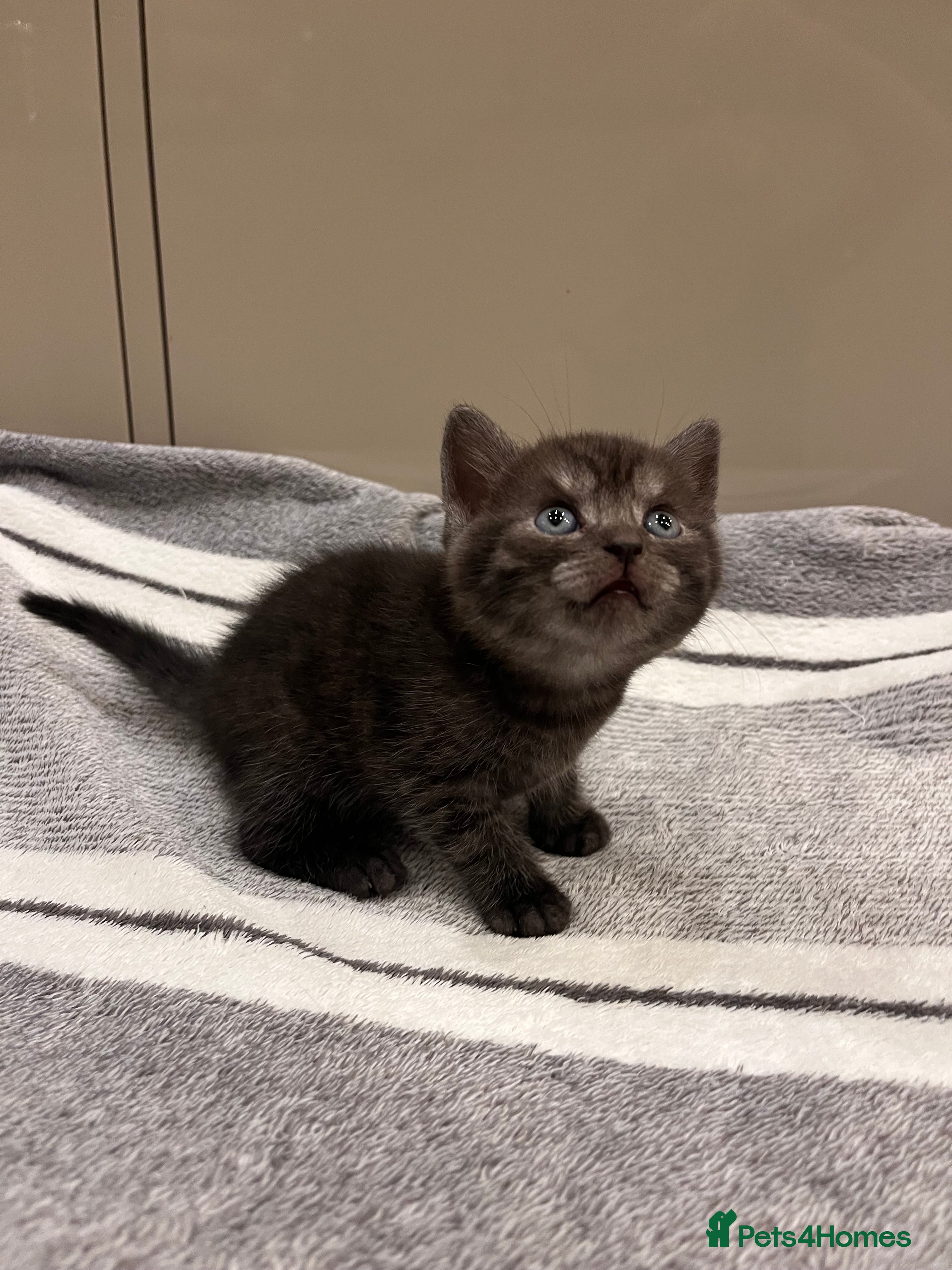 British Shorthair cats British Shorthair Kittens - Advert 3