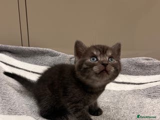 British Shorthair cats British Shorthair Kittens - Advert 3
