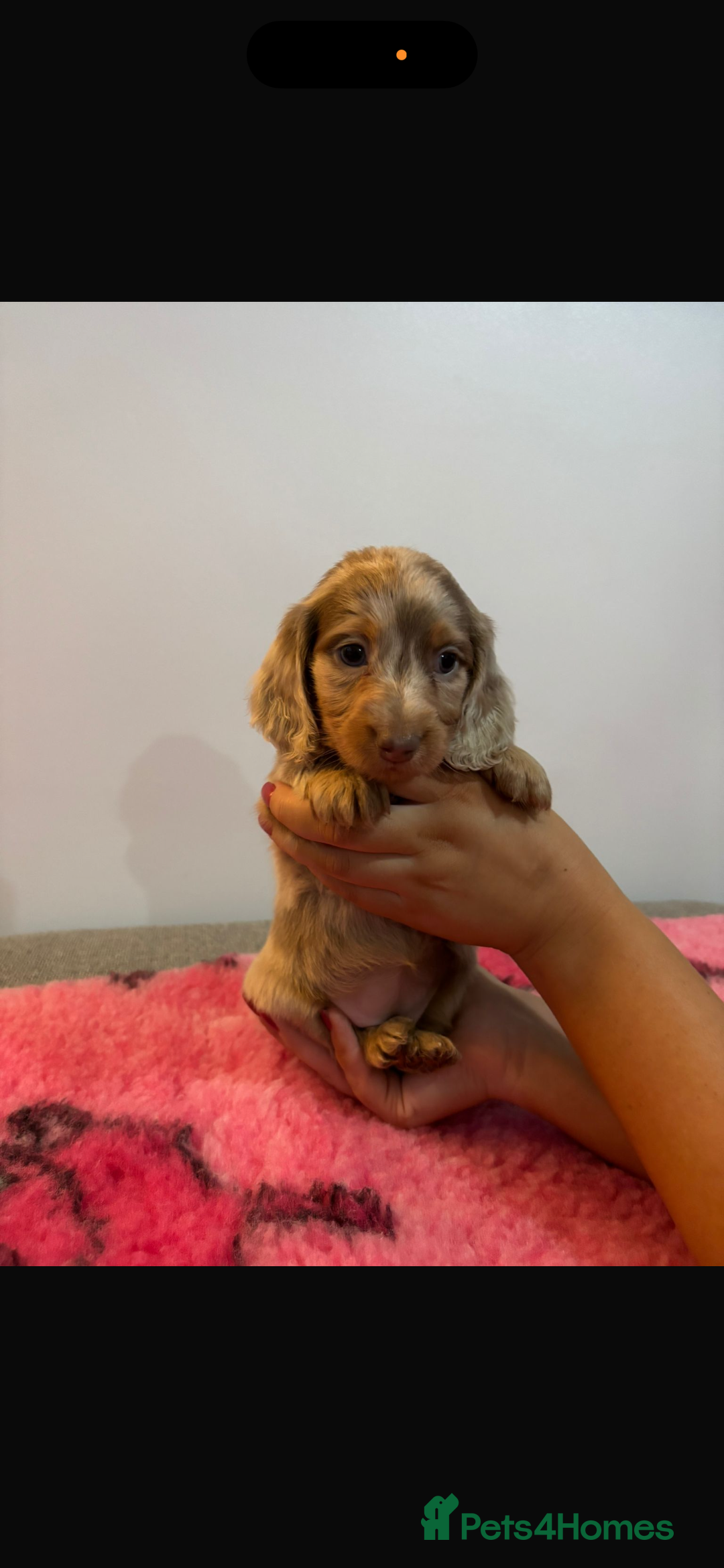 Miniature Dachshund dogs for sale: Kc registered miniature dachshunds - Advert 22