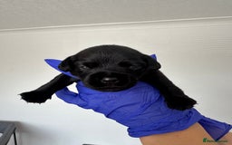 Mixed Breed dogs for sale: 8 Frenchies/cockapoo puppies for sale  - Image 3