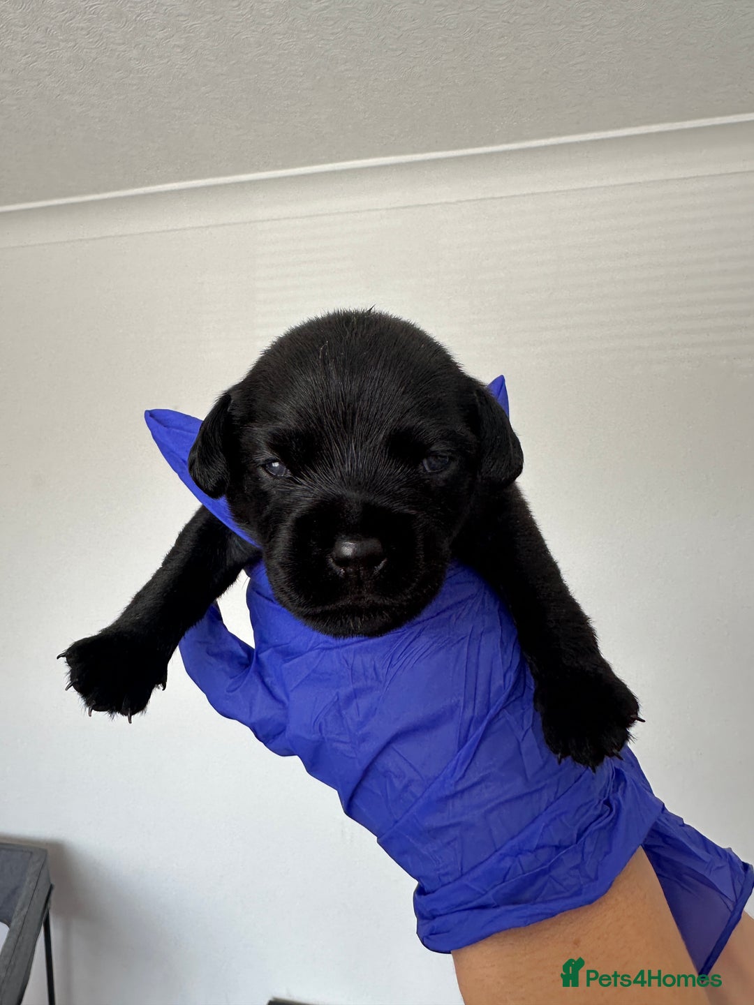 Mixed Breed dogs for sale: 8 Frenchies/cockapoo puppies for sale  - Image 3