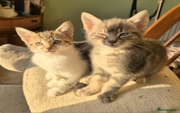 Mixed Breed cats for sale: Adorable 7 Mixed Breed Kittens 🐾 - Image 7