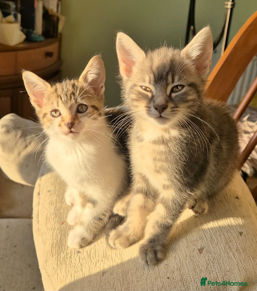 Mixed Breed cats for sale: Adorable 7 Mixed Breed Kittens 🐾 - Image 7