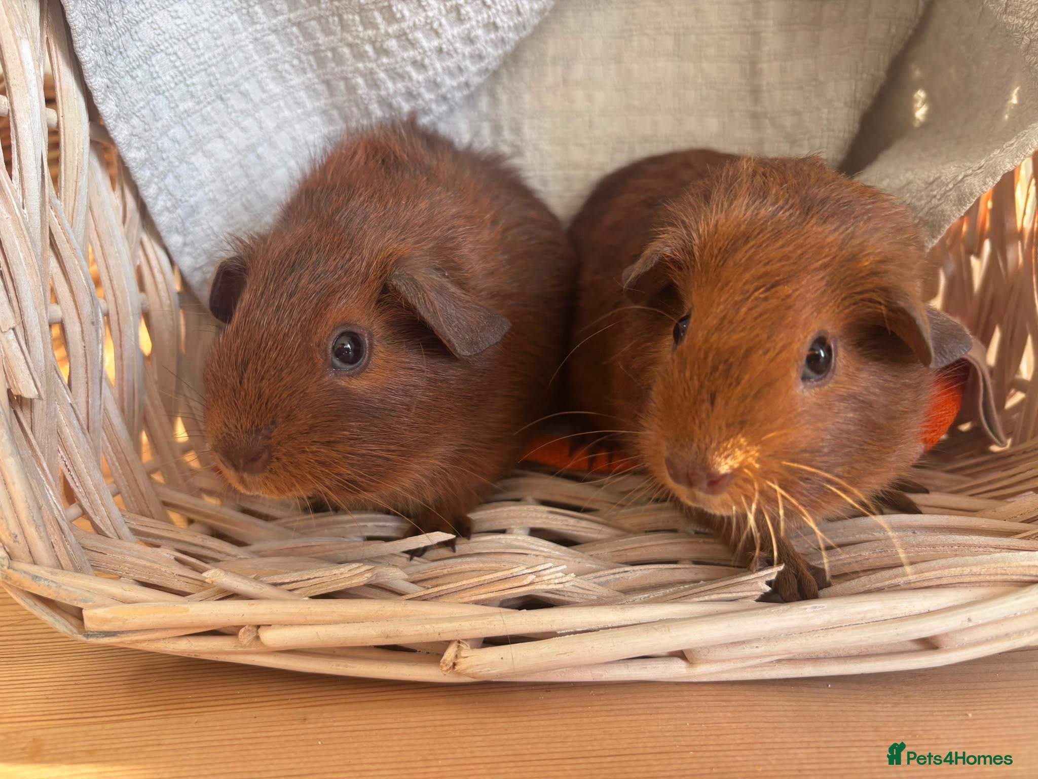 Guinea Pig rodents Beautiful Baby Guinea Pigs – Read to Reserve - Advert 1