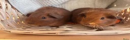 Guinea Pig rodents for sale: Beautiful Baby Guinea Pigs – Read to Reserve - Advert 1