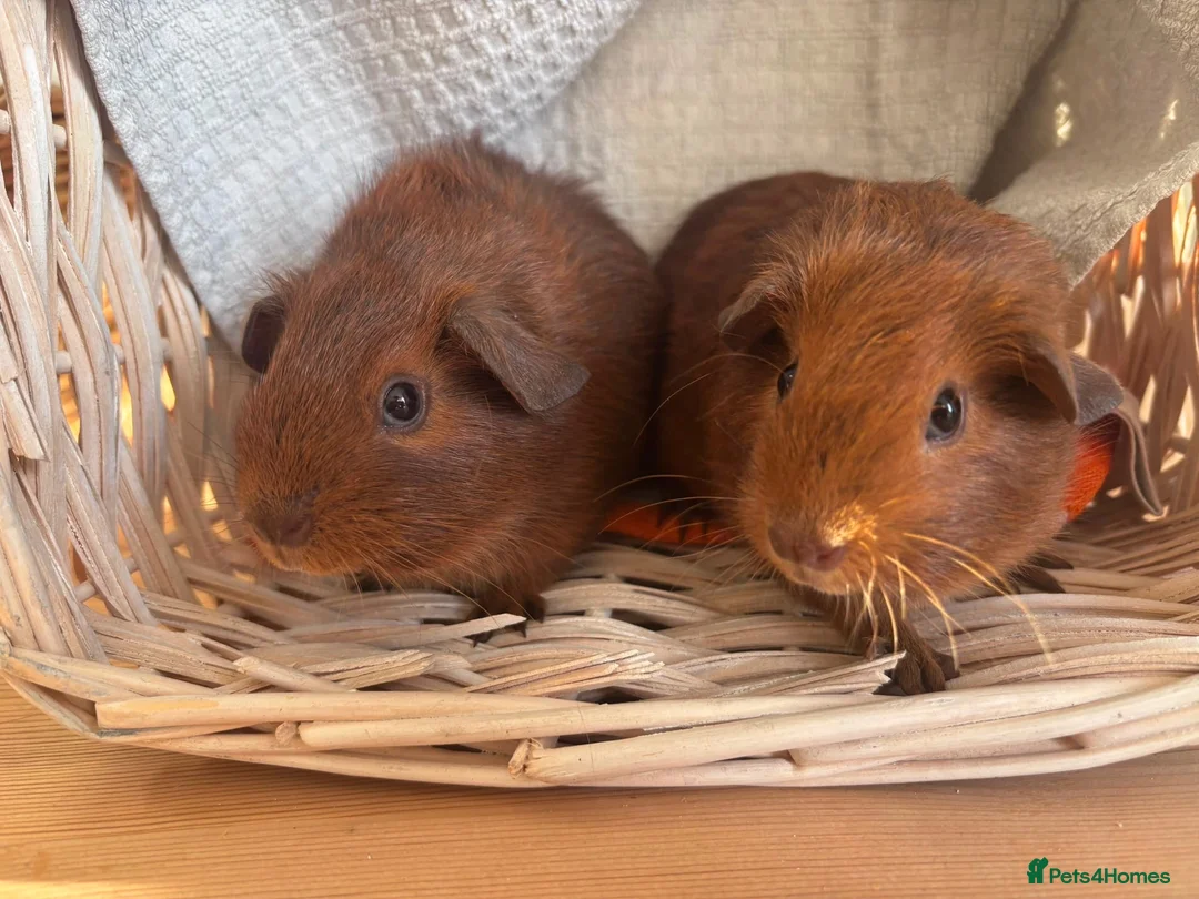 Guinea Pig rodents for sale: Beautiful Baby Guinea Pigs – Read to Reserve - Advert 1