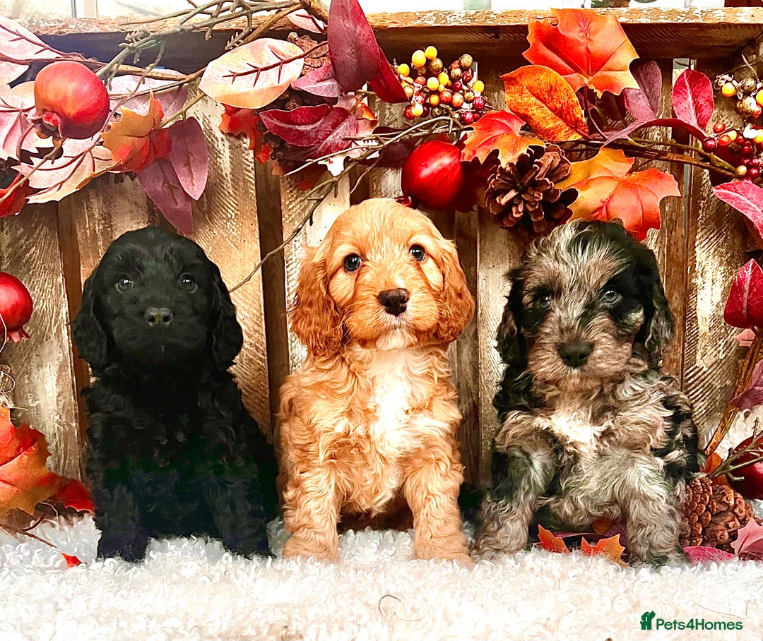Cockapoo dogs for sale: Quality Cockapoo Puppies Blue Merle / Golden  - Advert 5