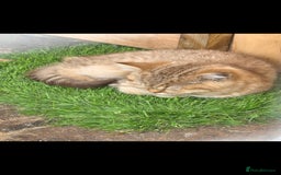 British Shorthair cats for sale: Pedigree British Short-hair kittens  - Image 7