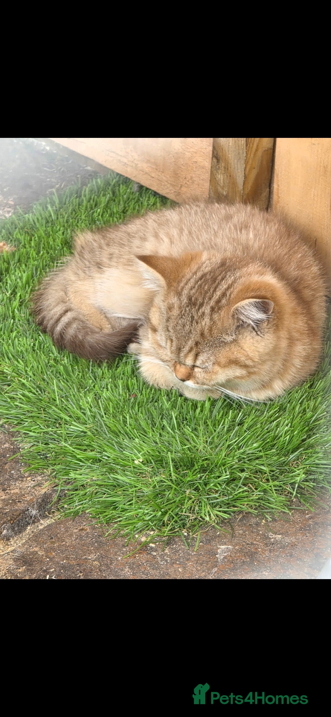 British Shorthair cats for sale: Pedigree British Short-hair kittens  - Image 7