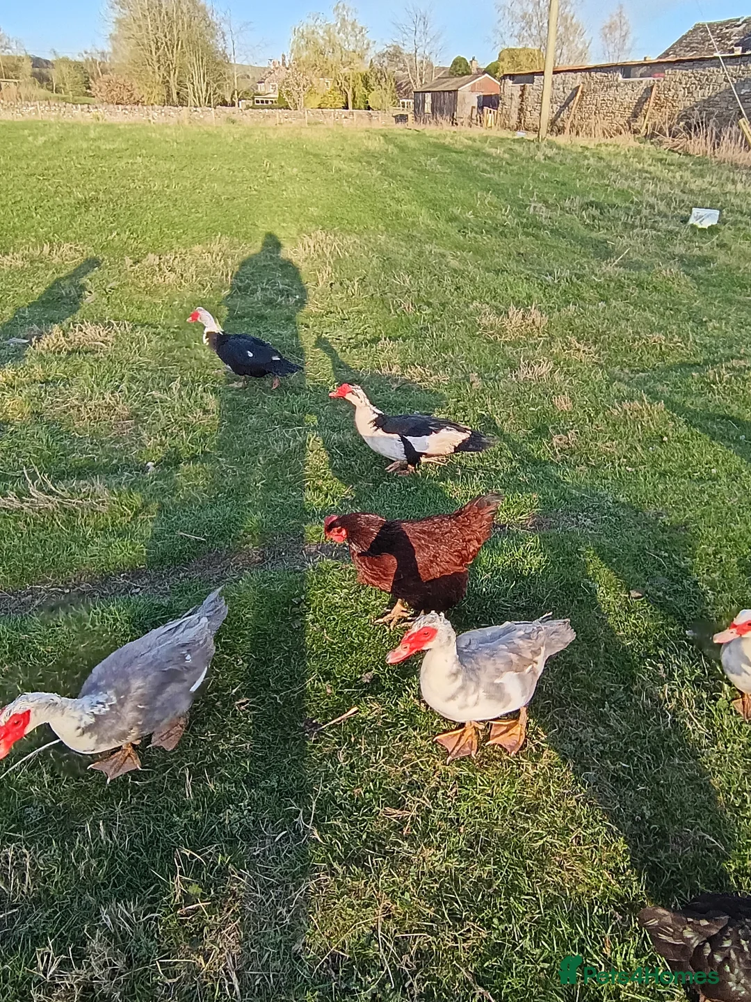 Ducks poultry for sale: Muscovy Ducks/Drakes - Advert 7