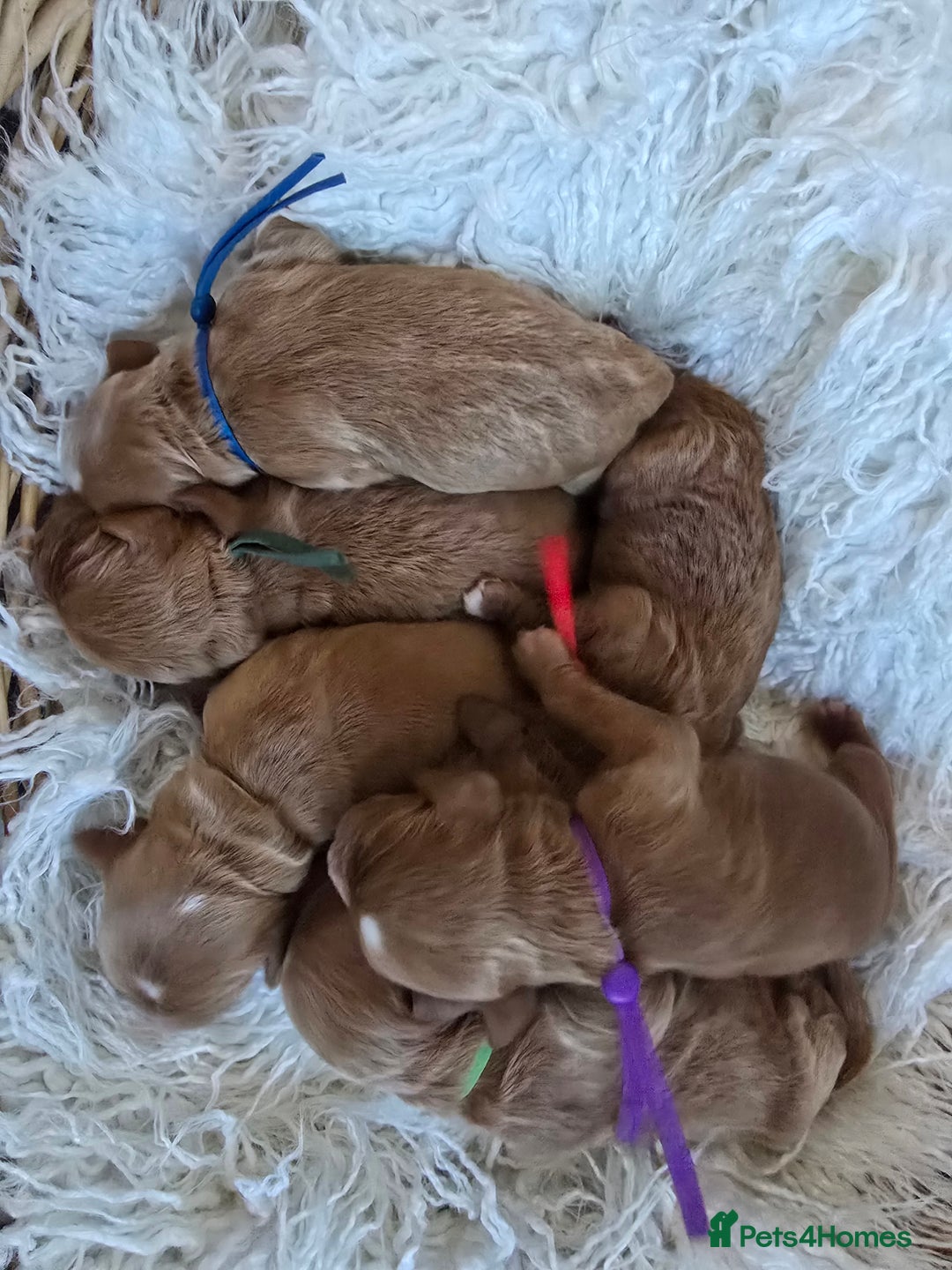 Cockapoo dogs for sale: Health tested cockerpoo F1 pups licensed Breeder  - Advert 34