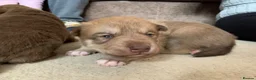 Mixed Breed dogs for sale: Collie mix pups in Gloucester - Advert 26