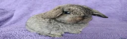 Mini Lop rabbits for sale: Baby mini lops for sale  - Advert 4