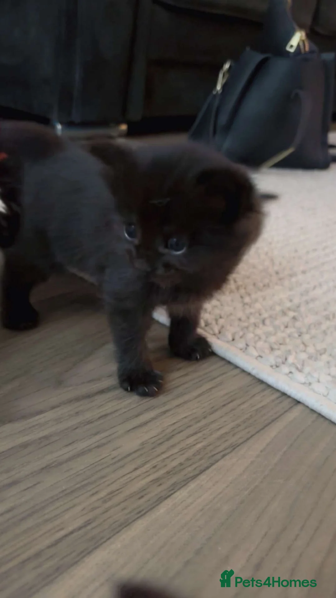 Mixed Breed cats for sale: Beautiful mixed tabby kittens  - Advert 12