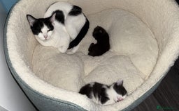 Mixed Breed cats for sale: 2 kittens! - Image 11