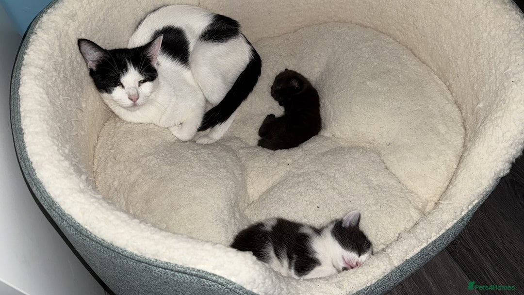 Mixed Breed cats for sale: 2 kittens! - Image 11