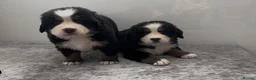 Bernese Mountain Dog dogs for sale: Bernese Mountain Dog Puppies - waiting list - Advert 7