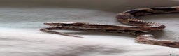 Corn Snake reptiles for sale: Baby corn snake - Advert 2