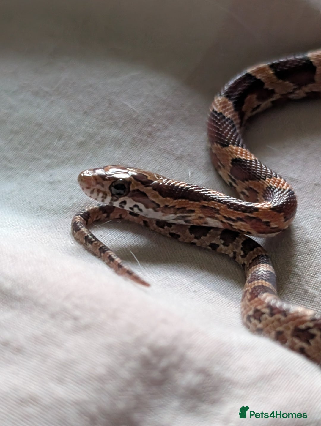 Corn Snake reptiles for sale: Baby corn snake - Advert 2