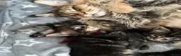 Maine Coon cats for sale: 3 Beautiful Russian import Maine coon kittens TICA - Advert 22