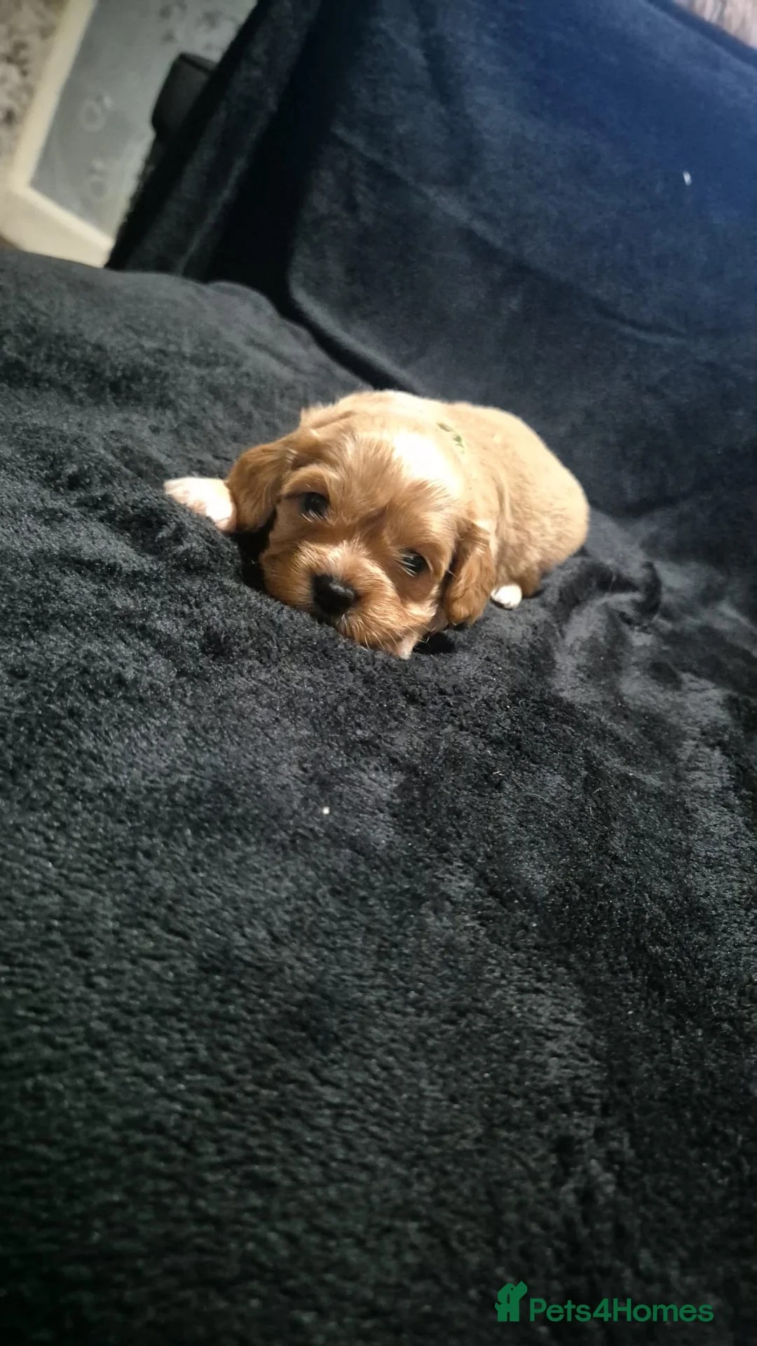 Mixed Breed dogs for sale: Cava tzu puppies - Advert 21