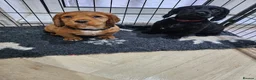 Cocker Spaniel dogs for sale: Cocker Spaniel Puppies working  - Advert 7