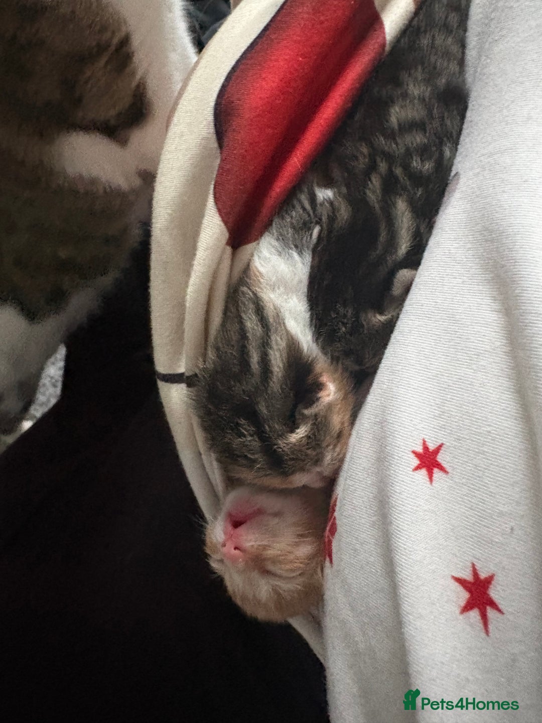 Mixed Breed cats for sale: Newborn kittens  - Advert 14