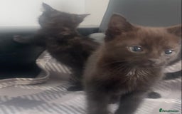 Mixed Breed cats for sale: Black kittens for sale still available - Image 11