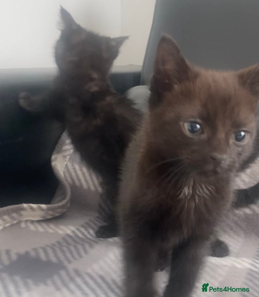 Mixed Breed cats for sale: Black kittens for sale still available - Image 11