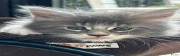 Maine Coon cats for sale: Exceptional POLYDACTYL Maine Coon Kittens  - Advert 15