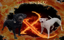 Mixed Breed dogs for sale: Bull X Lurchers - Working Lines - Image 2
