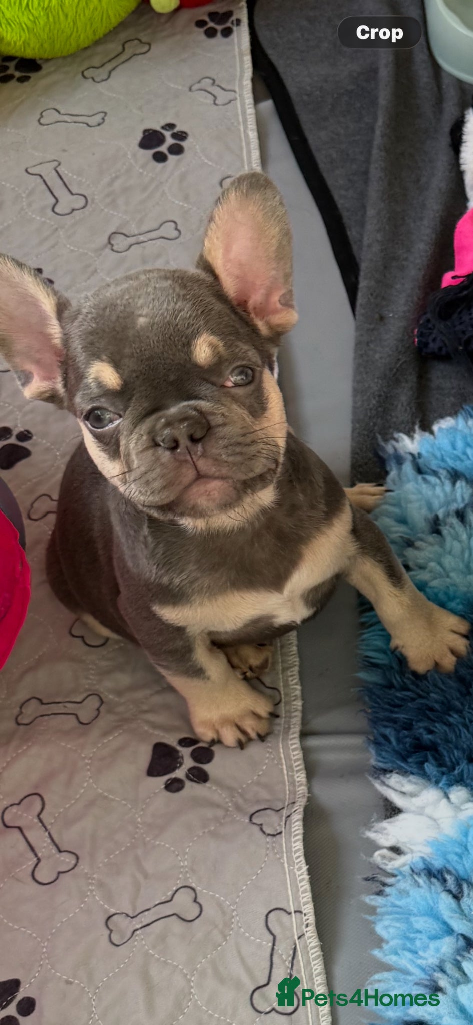 French Bulldog dogs ⭐️Gorgeous French Bulldog Puppies⭐️ - Advert 8