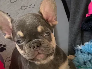 French Bulldog dogs ⭐️Gorgeous French Bulldog Puppies⭐️ - Advert 8