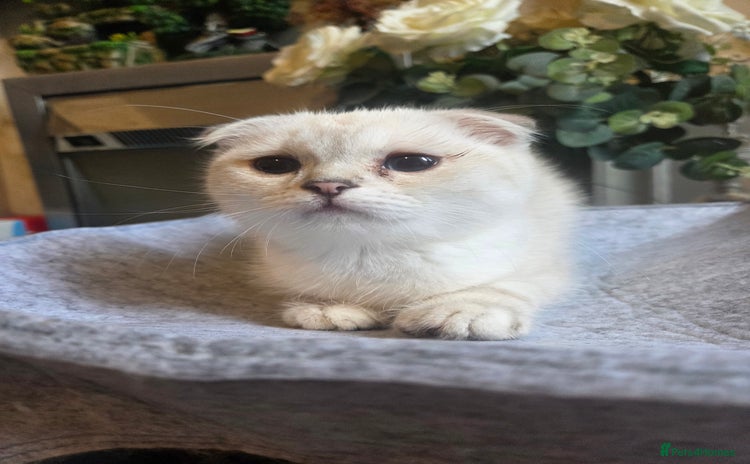 British Shorthair cats - Advert 14