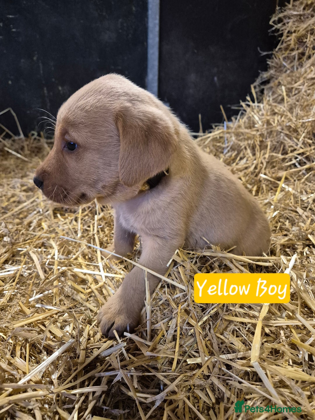 Labrador Retriever dogs for sale: KC Reg Labrador Pups  - Advert 13