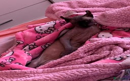Sphynx cats for sale: Gorgeous girl - Image 3
