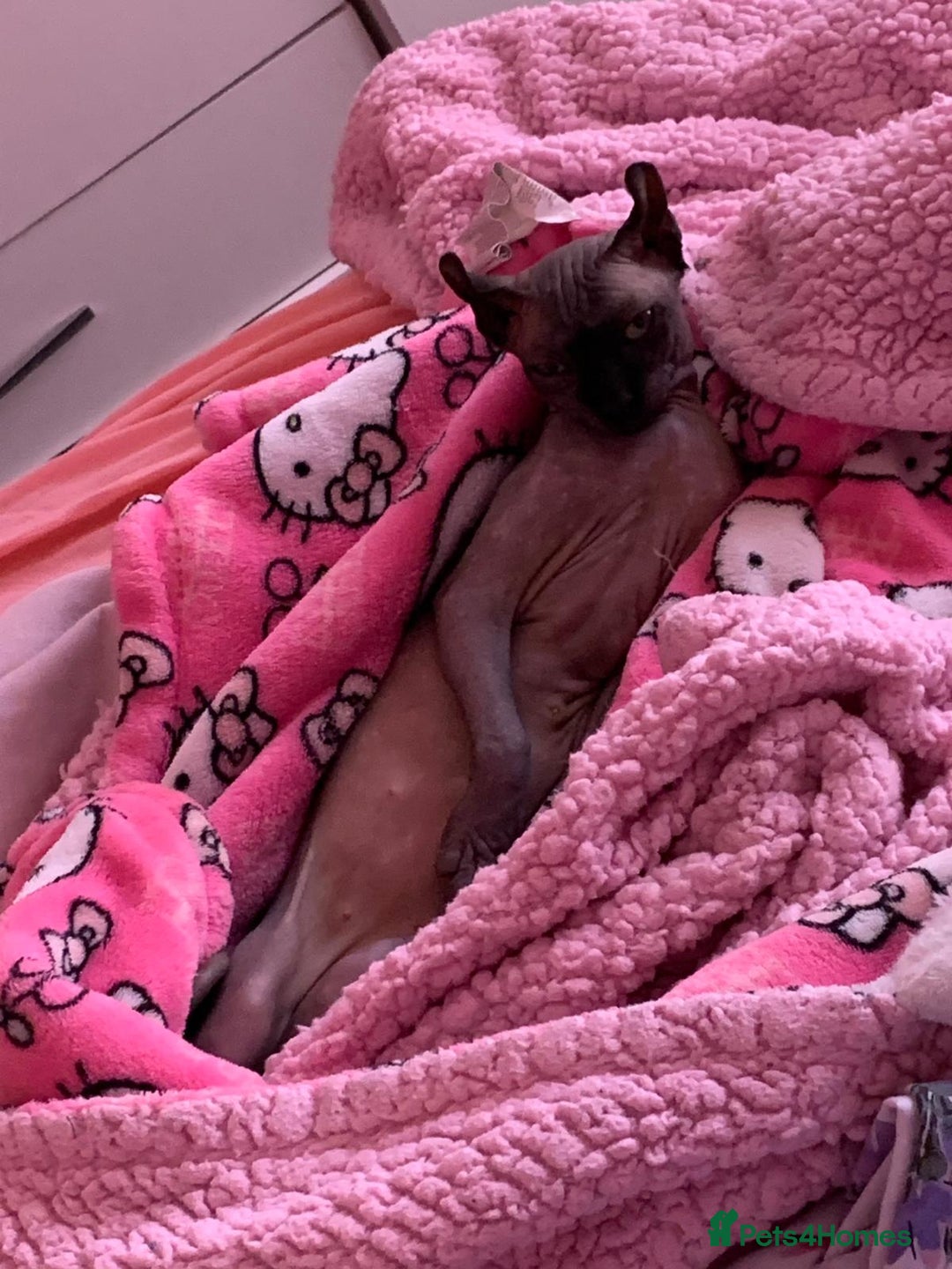 Sphynx cats for sale: Gorgeous girl - Image 3