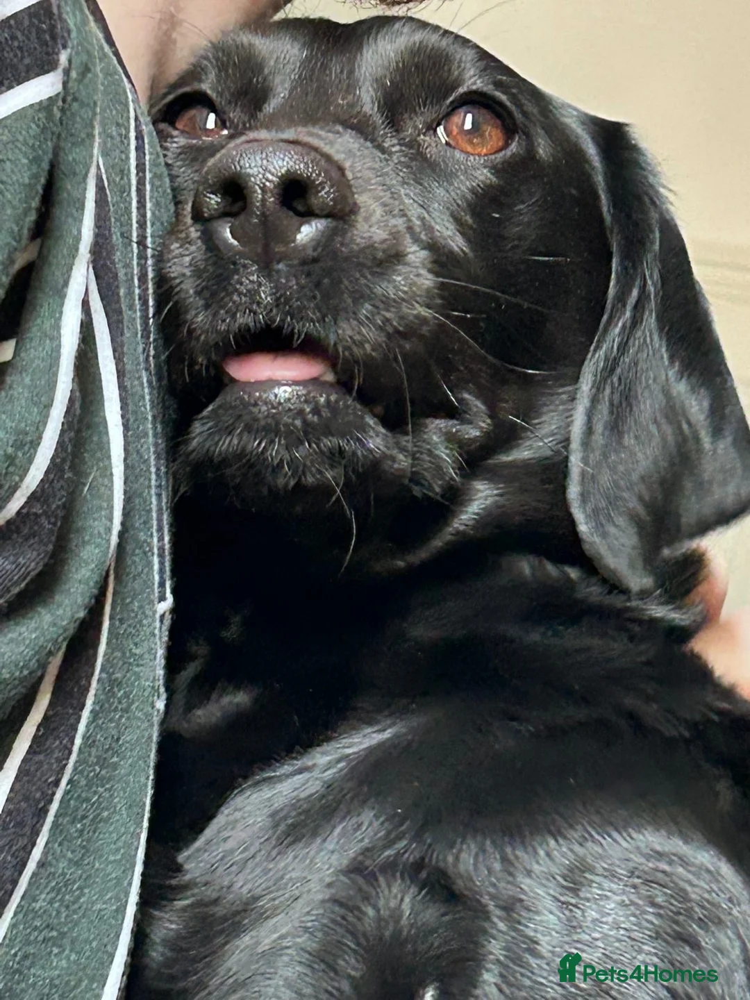 Springador dogs for sale: Luna, Labrador cross Springer in Great Yarmouth - Advert 6