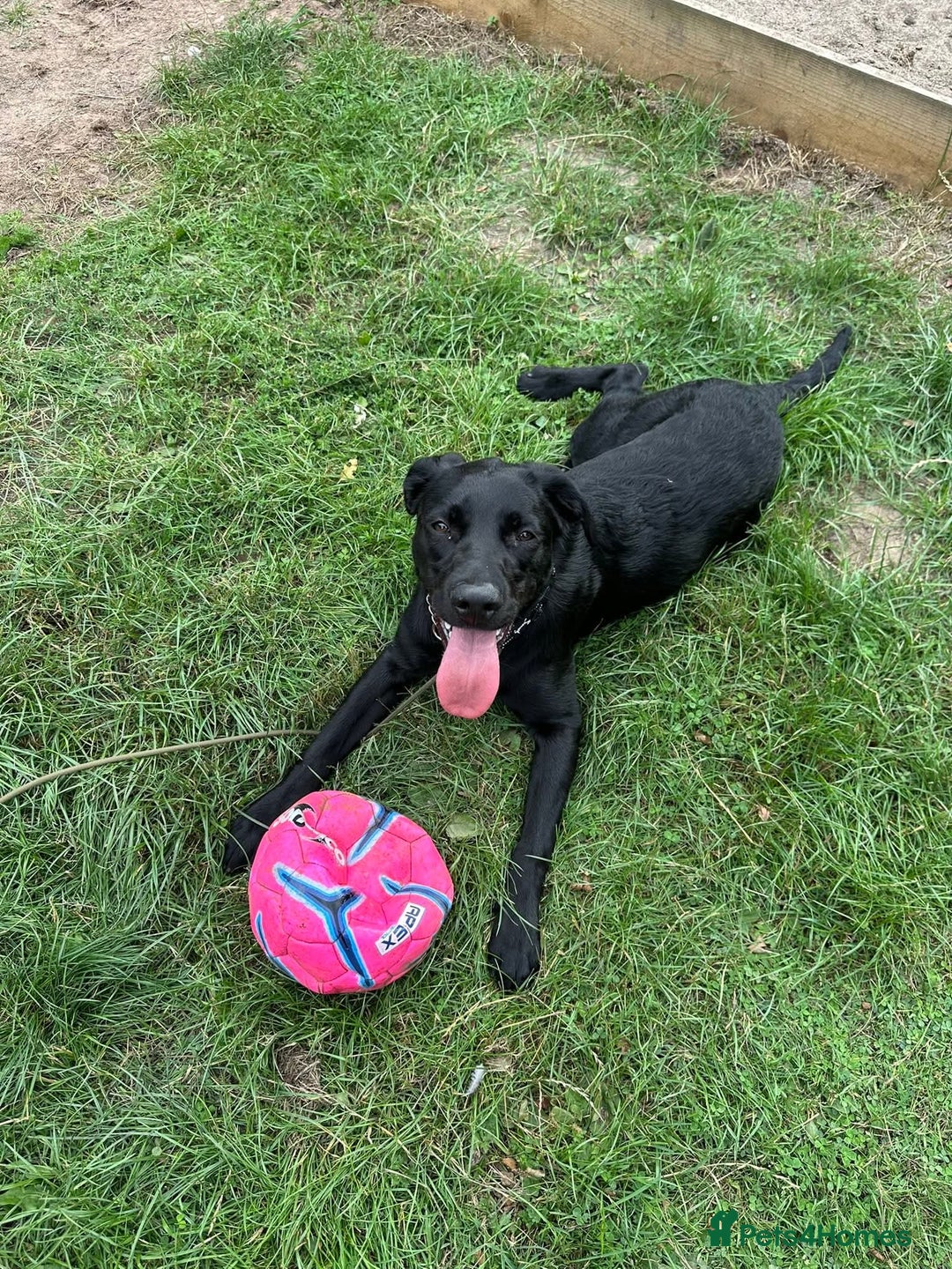 Mixed Breed dogs for adoption: Ben     - Image 5