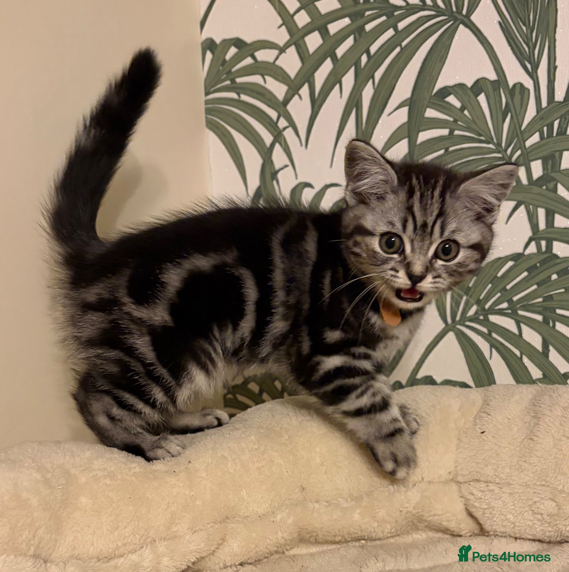 British Shorthair cats  Black silver tabby British shorthair kittens  - Advert 2