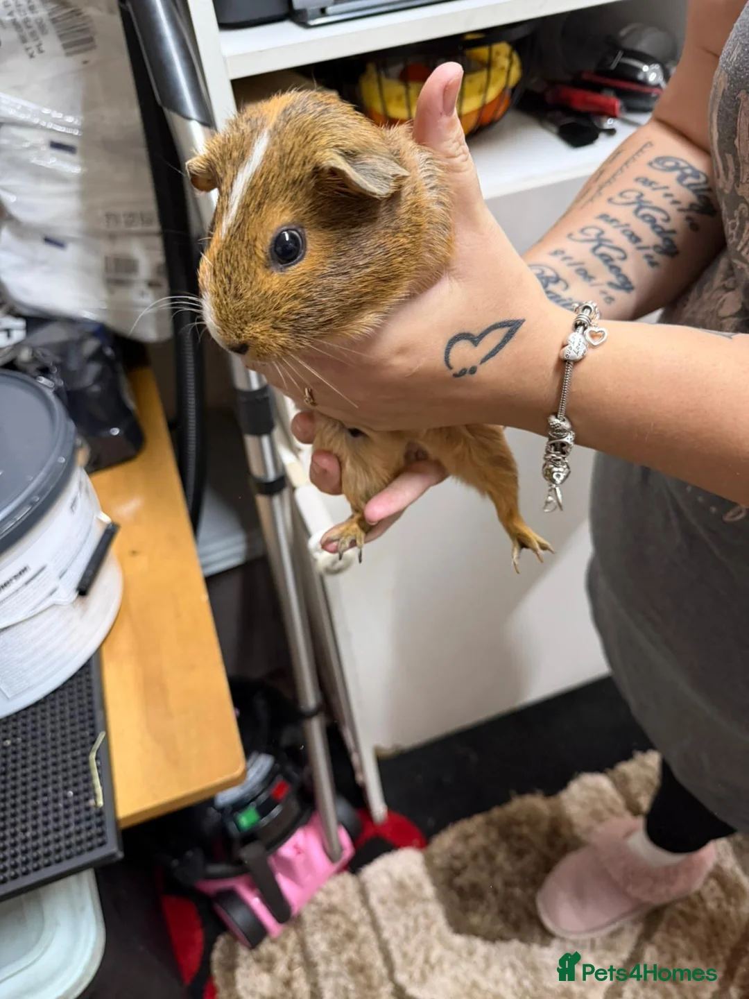 Guinea Pig rodents for sale: Guinea pig female  - Advert 4