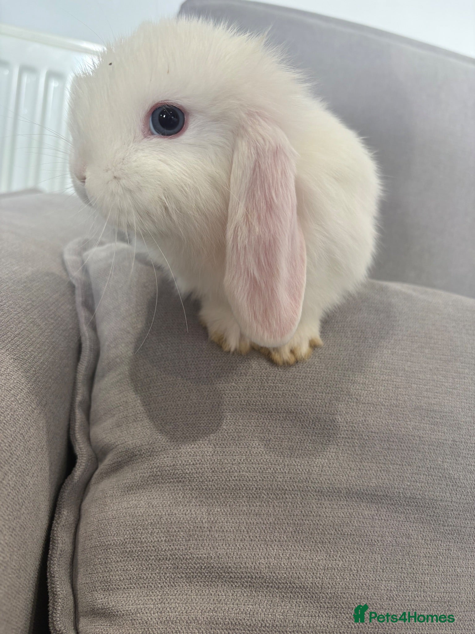 Mini Lop rabbits Mini lop plush  - Advert 1