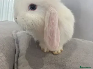 Mini Lop rabbits Mini lop plush - Advert 1