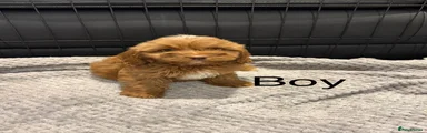 Cockapoo 2