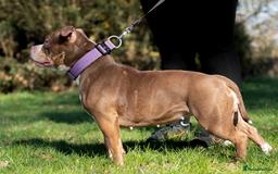 American Bully dogs for sale: AMERICAN BULLYS POCKET x MICRO  - Image 9