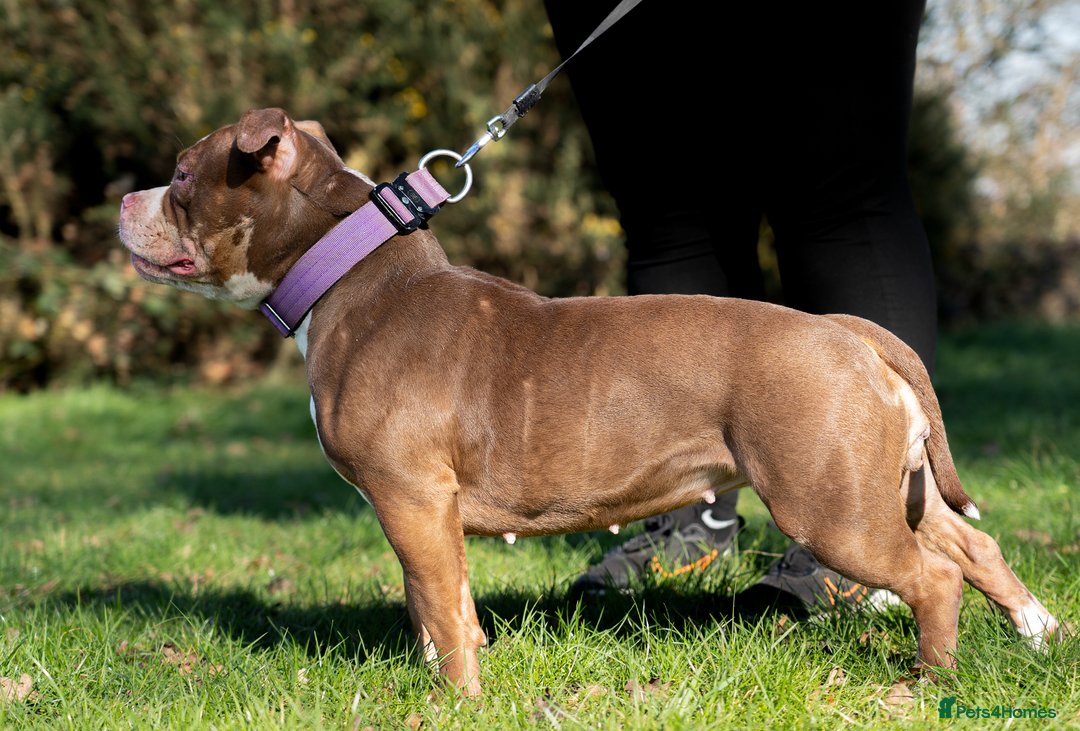American Bully dogs for sale: AMERICAN BULLYS POCKET x MICRO  - Image 9