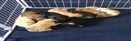 Saluki dogs for sale: Beautiful Saluki puppies Now Available - Advert 15