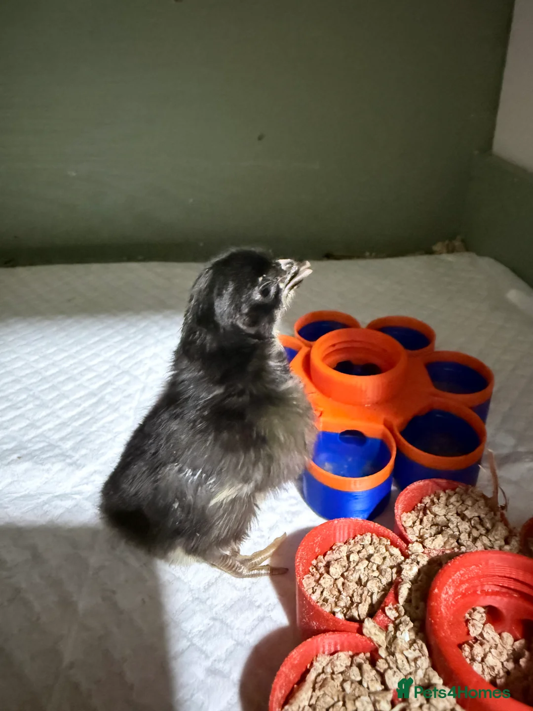 Chickens poultry for sale: Serama chicks  - Advert 1