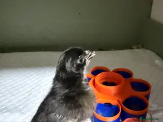 Chickens poultry Serama chicks - Advert 1