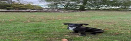 Mixed Breed dogs for sale: FREE Belgium Malinois x Britney spaniel in Tiverton - Advert 3
